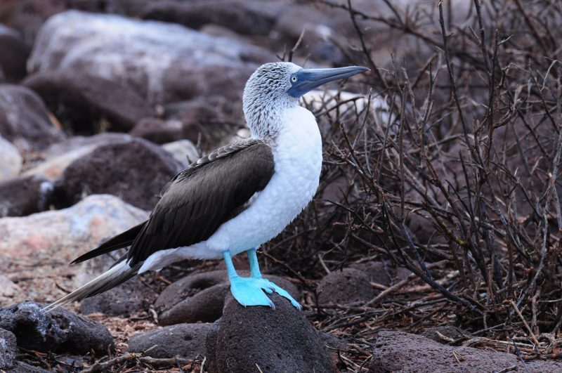 A blue-footed booby