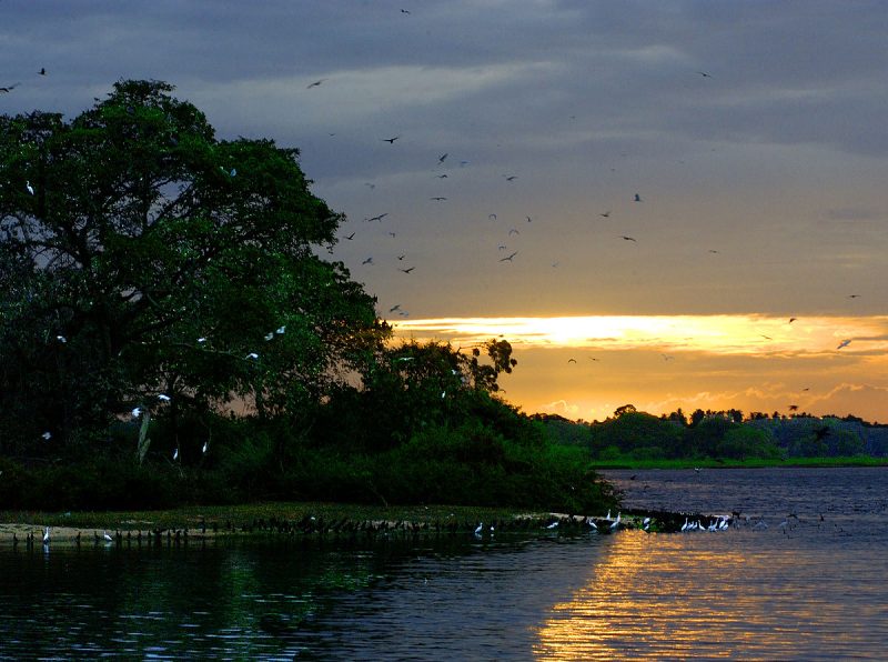 Flock of cranes near a river in Bundala National Park
