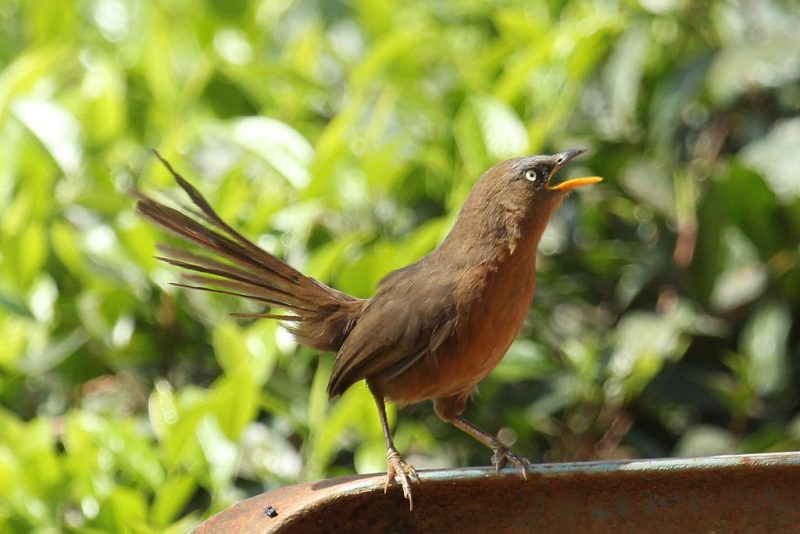 The brown Ceylon rufous babbler