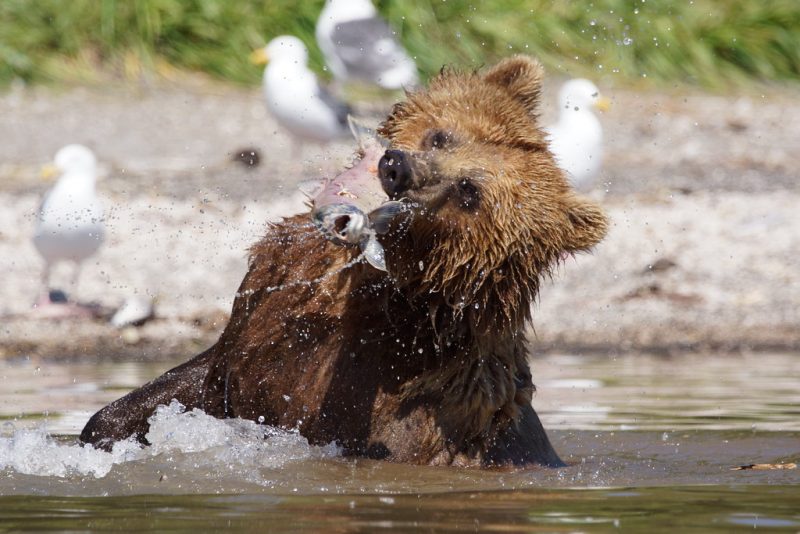A Kamchatka bear catches its meal