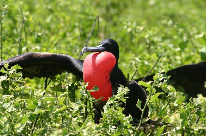 A male frigatebird