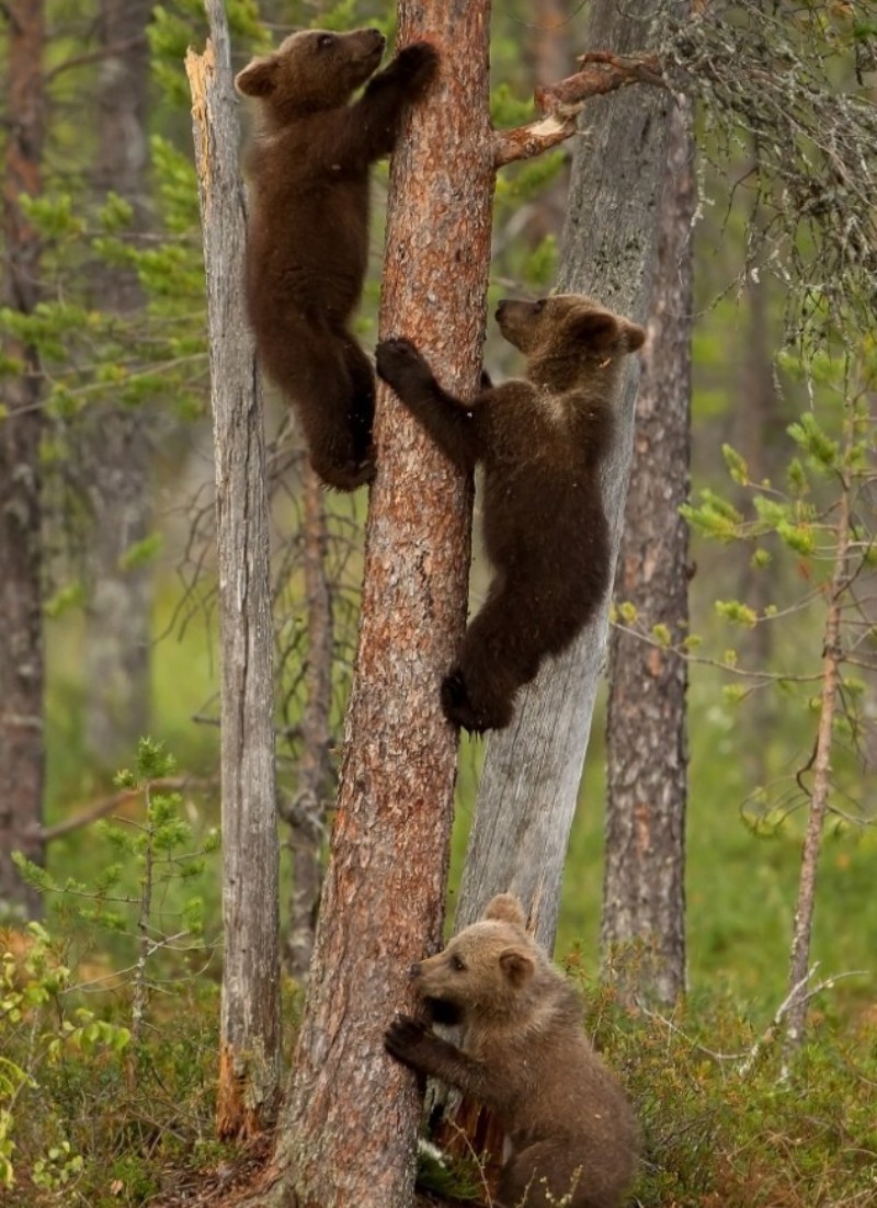 Brown bear cubs climb trees in Martinselkonen Nature Reserve