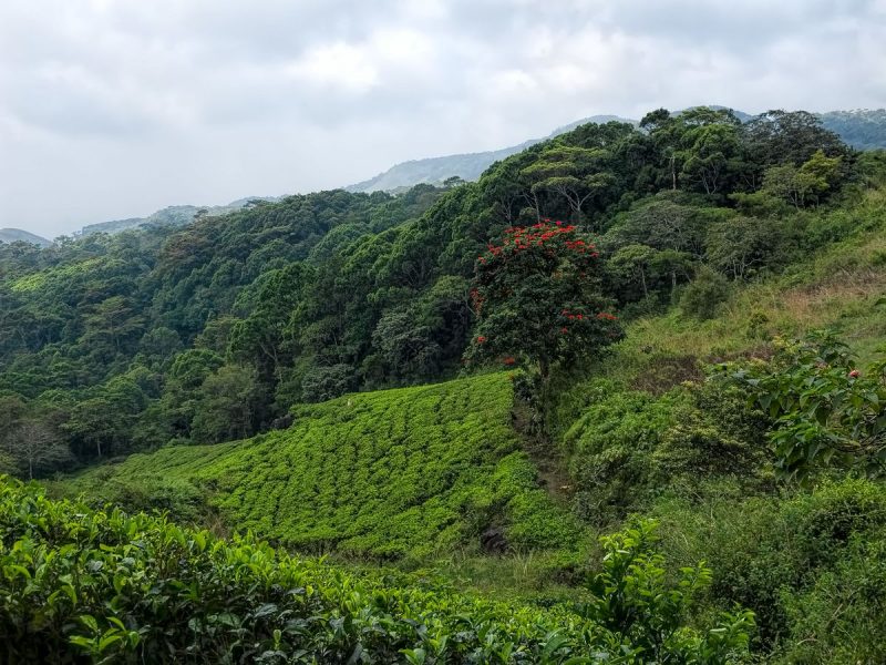 The vast Sinharaja Forest Reserve