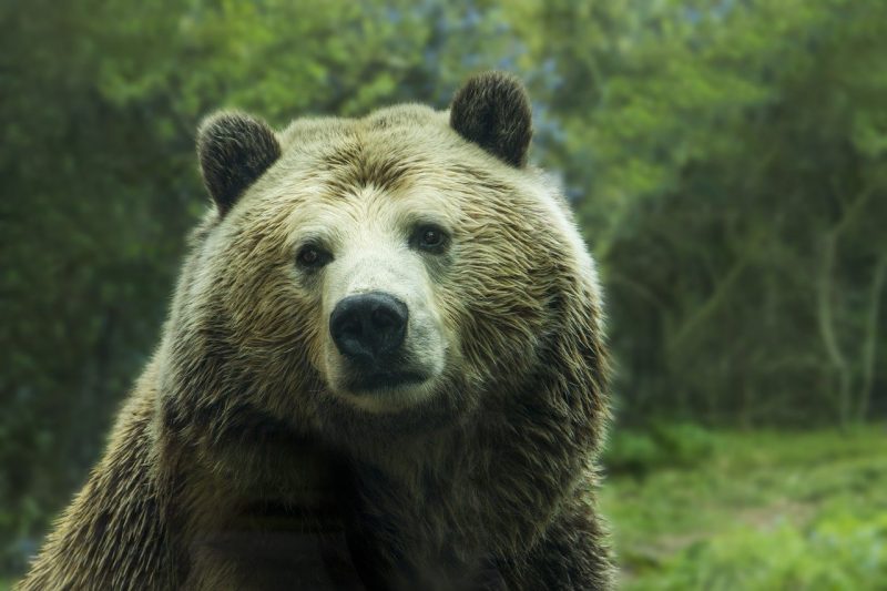 A fuzzy brown bear