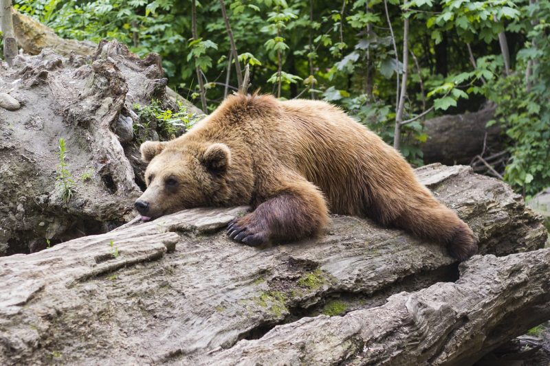 A brown bear naps on a log
