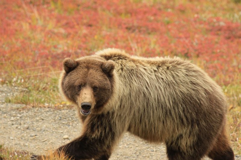 A brown bear in Denali National Park