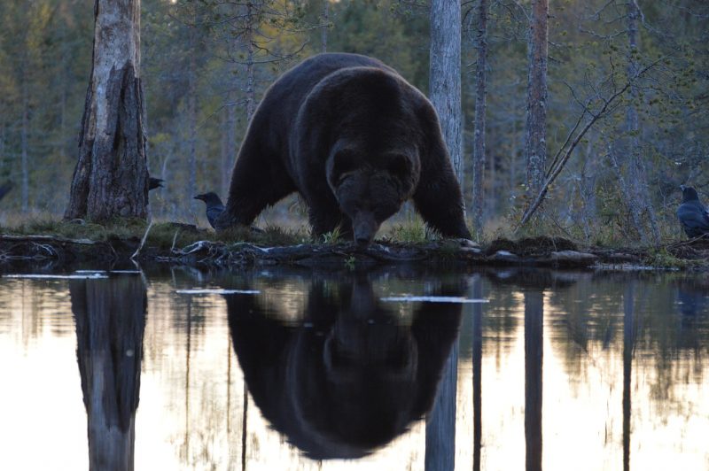 A brown bear drinks water in the Kumho region, Finland