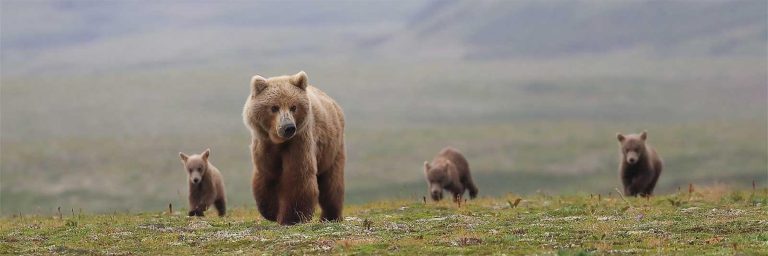 How to see brown bears
