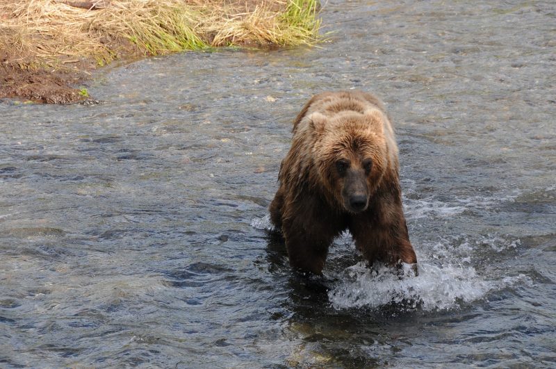 A brown bear baths in a river in Katmai National Park
