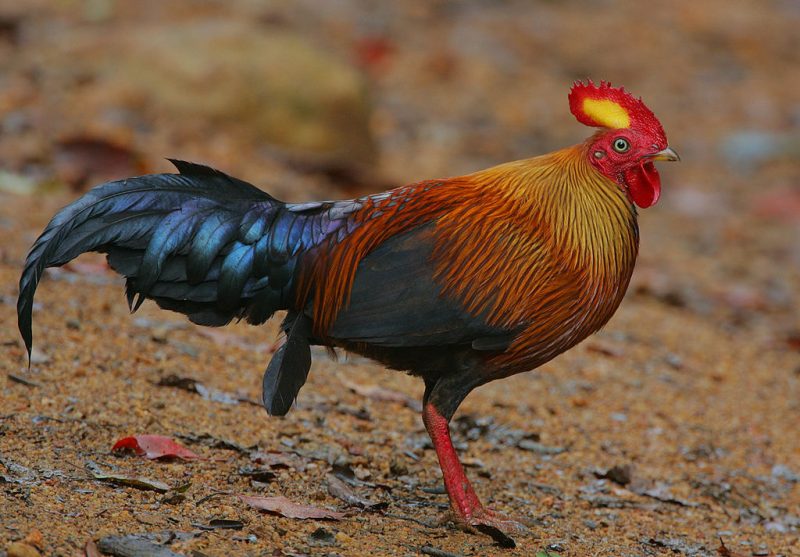 Sri Lanka junglefowl, the national bird of Sri Lanka