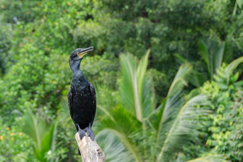 A cormorant rests near the Madu Ganga River