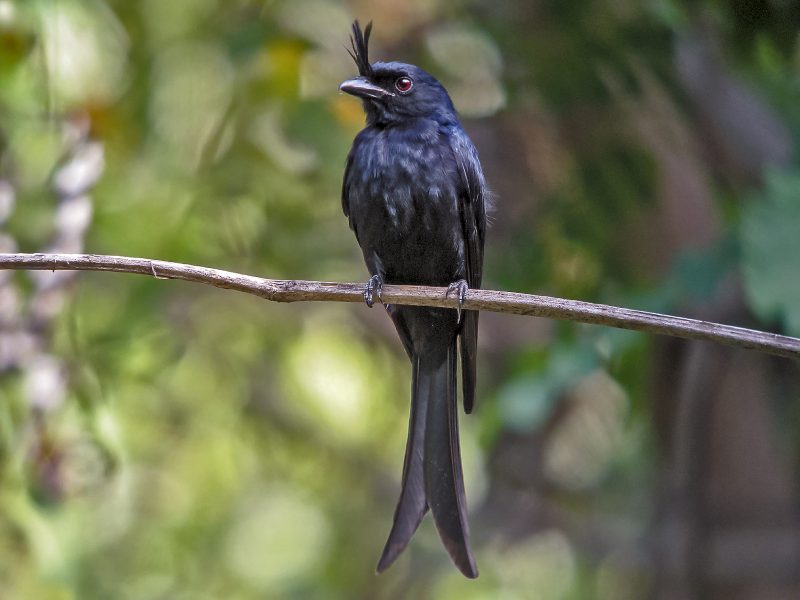 A tiny crested drongo