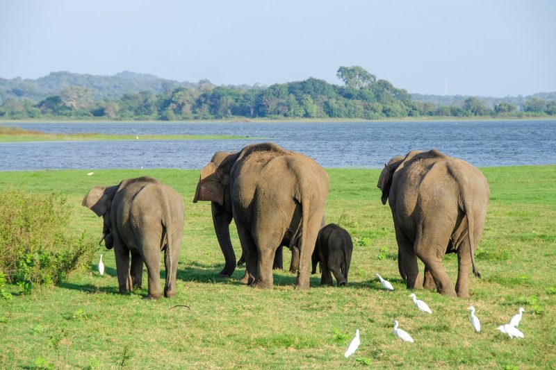 Sri Lankan elephants at Minneriya National Park