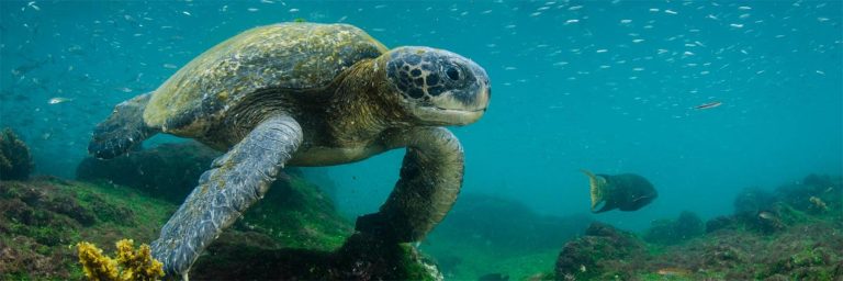 Galapagos islands