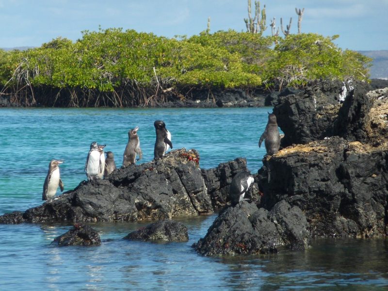 A colony of Galapagos penguins