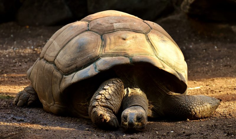A Galapagos giant tortoise in a national park