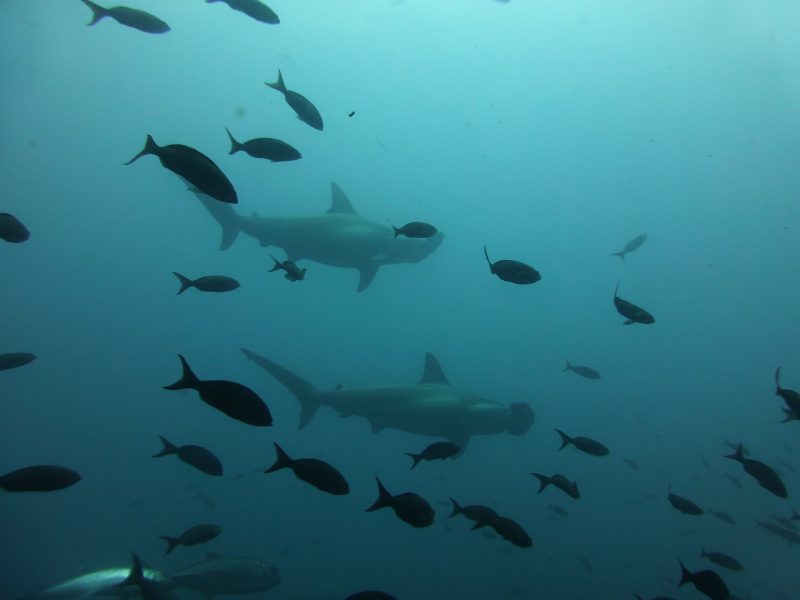 The hammerhead sharks of North Seymour