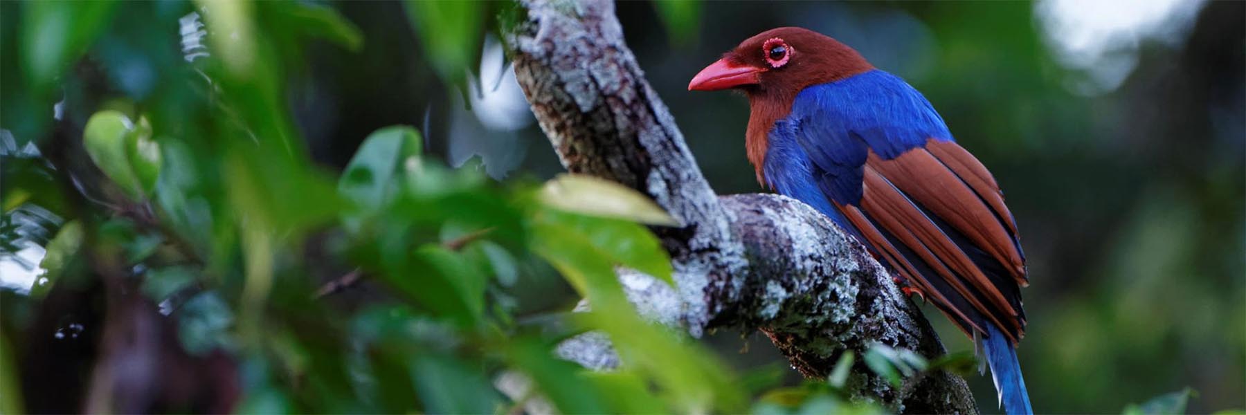 Best birding places in Sri Lanka