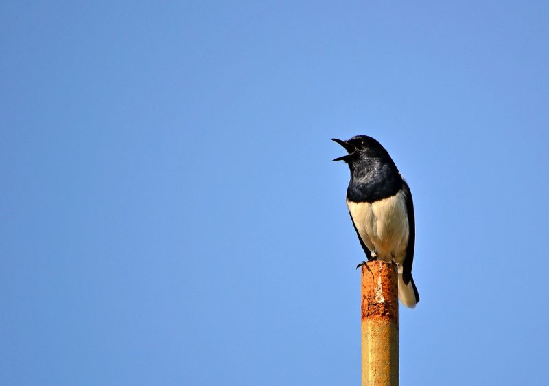 A magpie robin spotted in the town of Mawanella, Sri Lanka