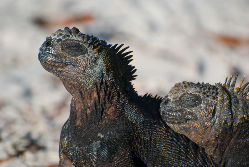 Marine iguanas in Galapagos island