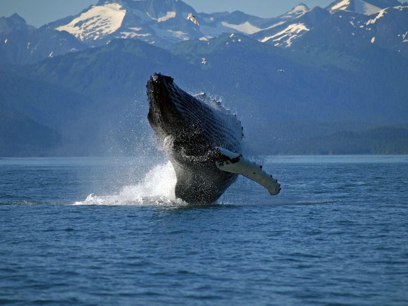A blue whale breaching in Inside Passage, Alaska