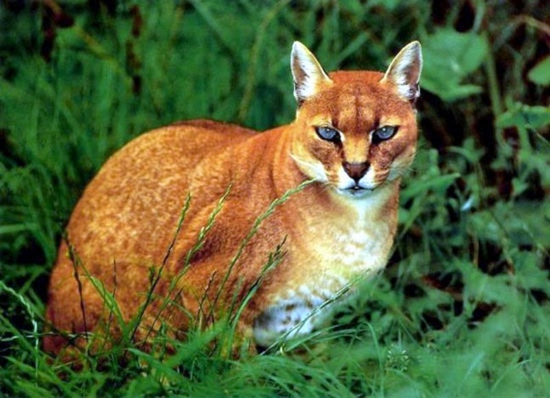 A rare picture of the African Golden Cat