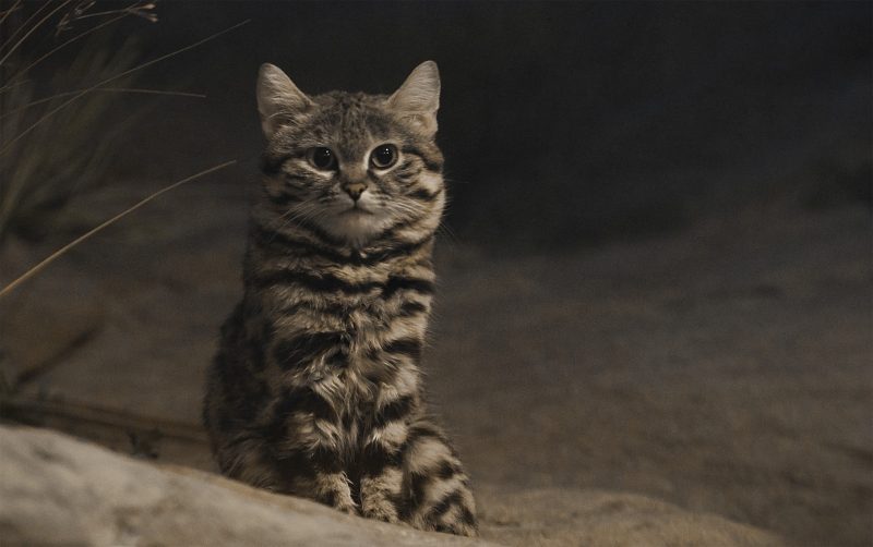 The little Black-footed cat