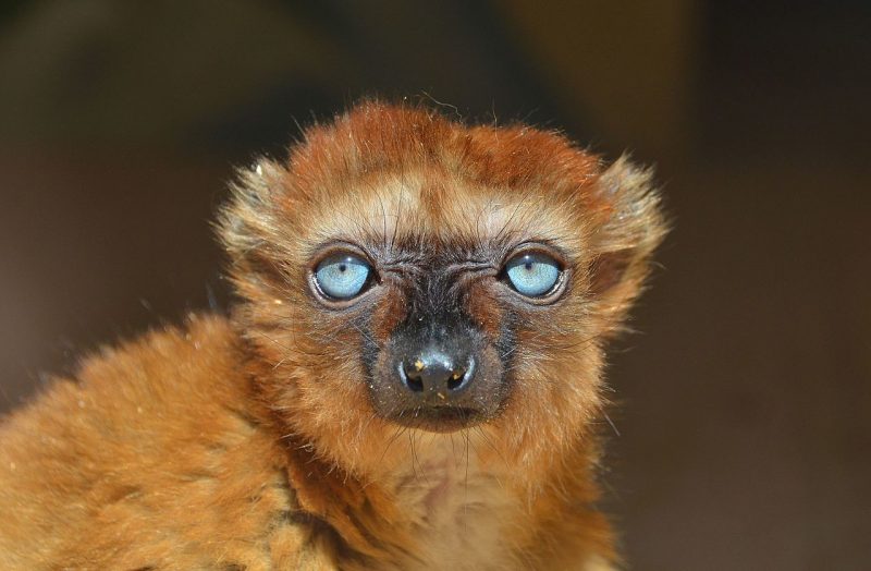 A brown eyed black lemur