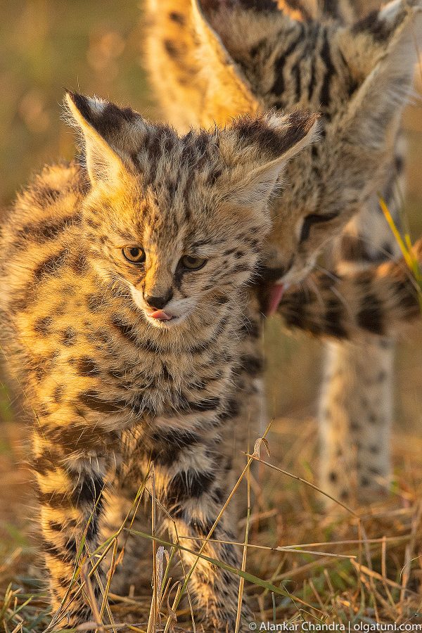 Serval cat with kitten