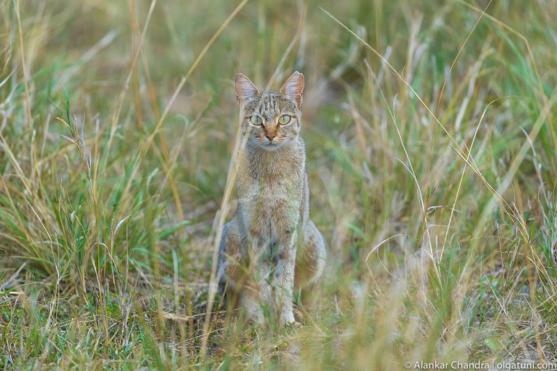 African wild cat