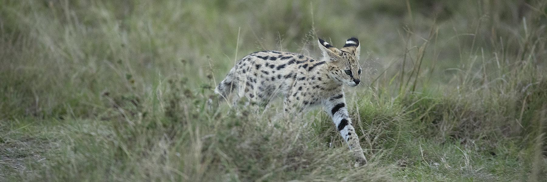 Small cat species of Africa