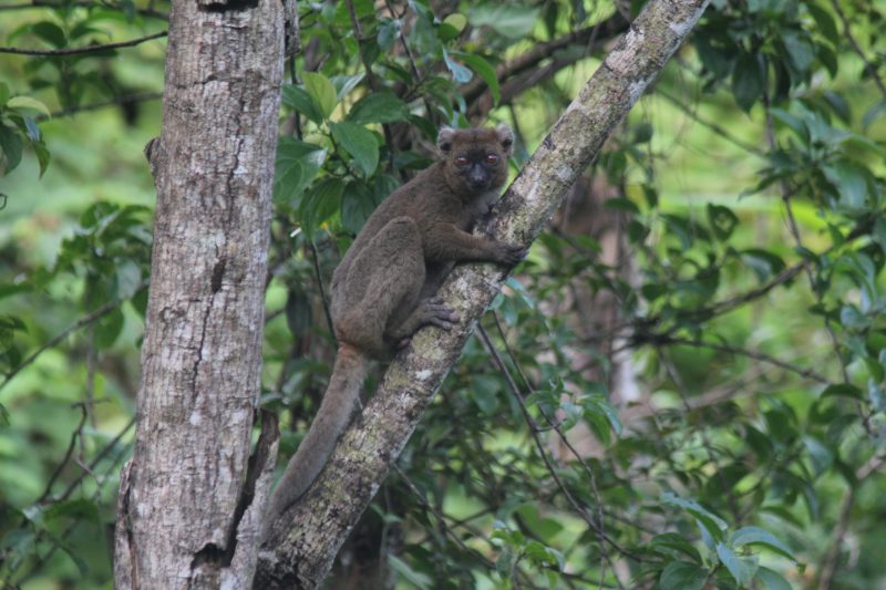 A greater bamboo lemur