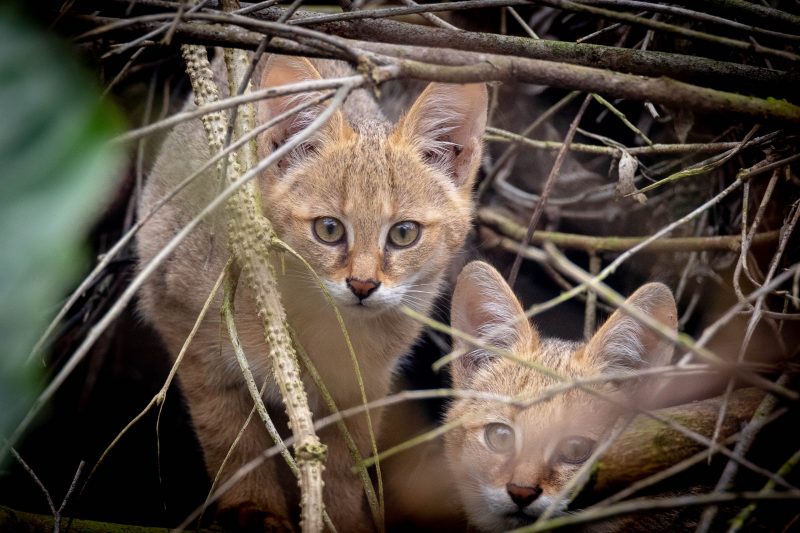 A pair of jungle cat kittens in the wilderness