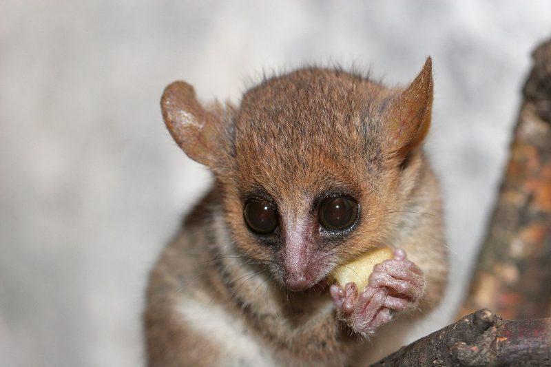 A tiny Madame Berthe’s mouse lemur