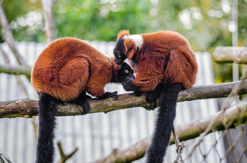 A pair of red ruffled lemurs