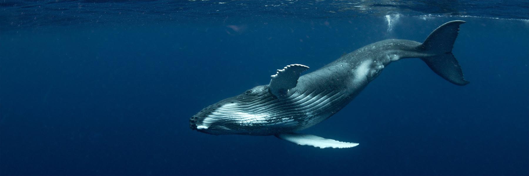 Migration pattern of blue whales
