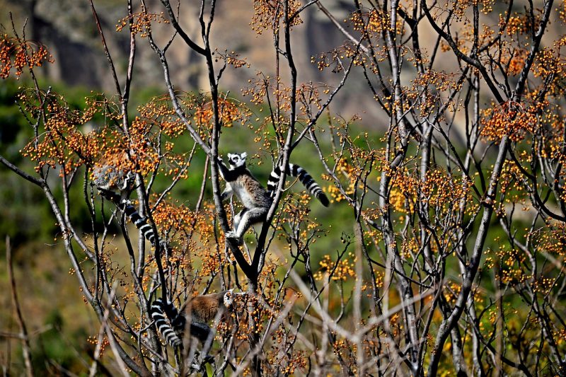 A lemur picks fruits from a forest in Madagascar