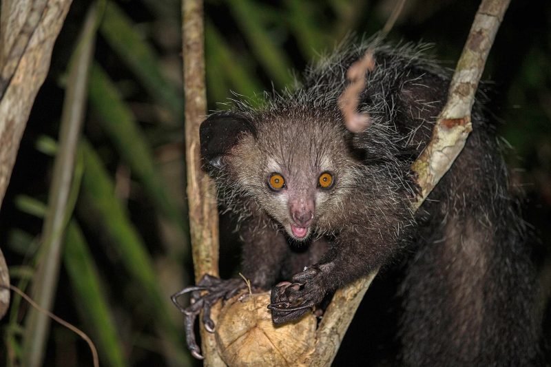 The wild aye ayes