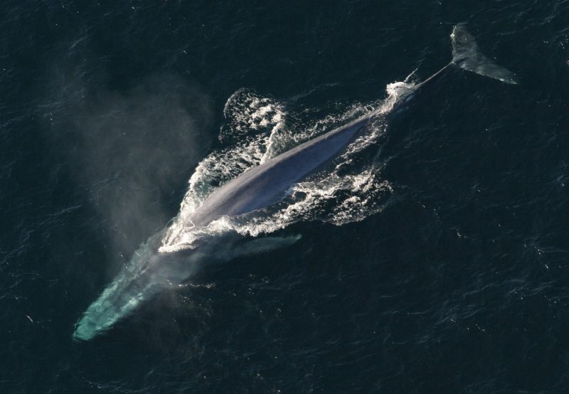 The spectacular blue whale