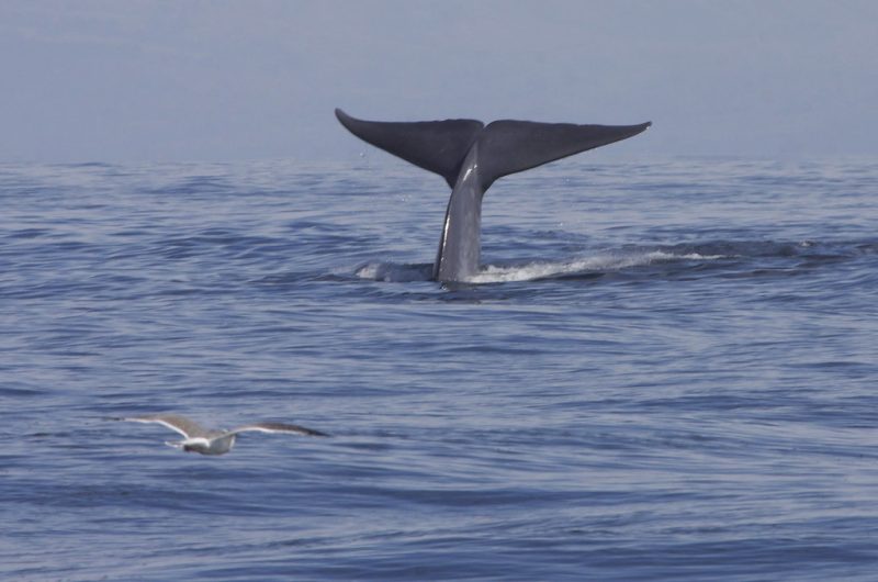 A blue whale swims through the waters of California