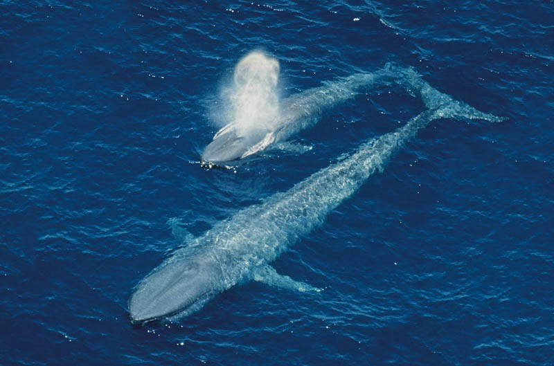 A pair of young blue whales