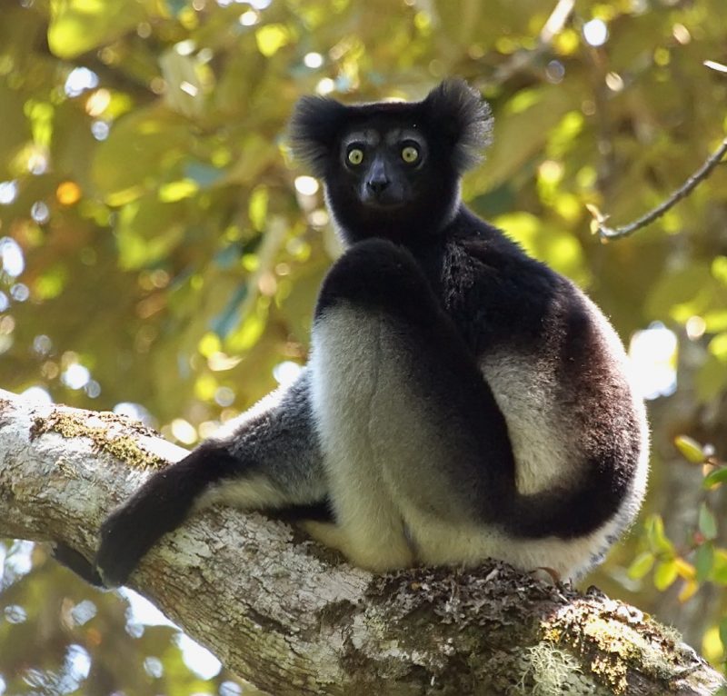 An Indri lemur sits atop a tree