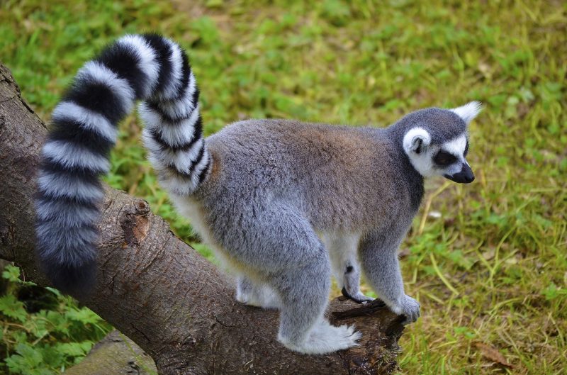 A ring-tailed lemur