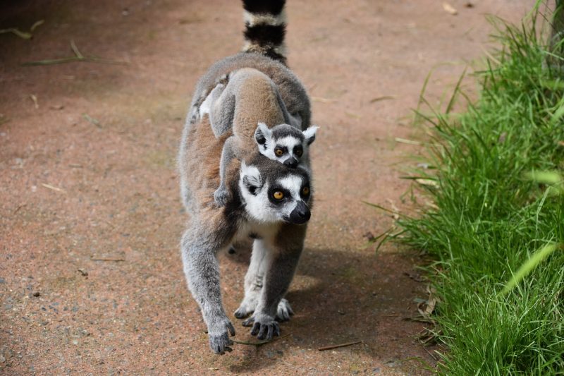 A ring-tailed lemur with a pup