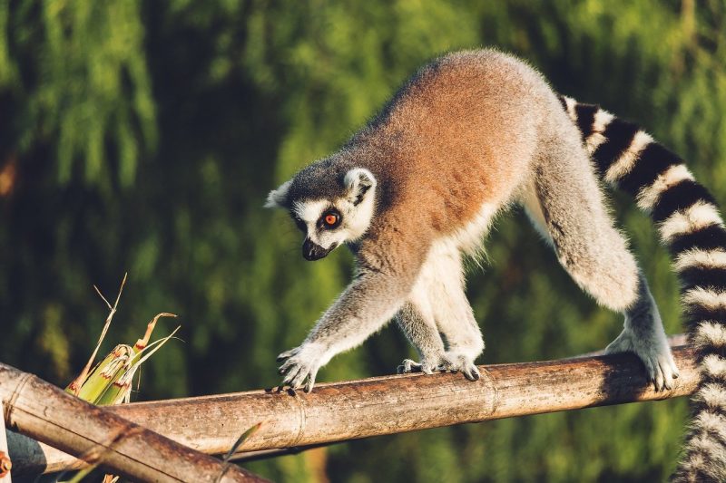 A lemur strolls on a tree branch in Madagascar