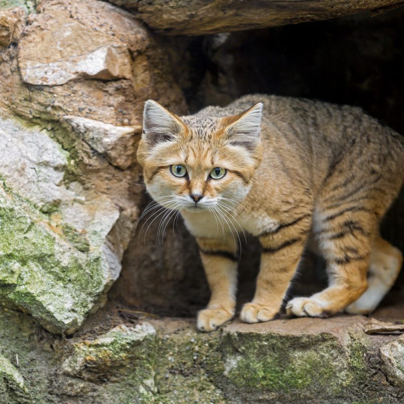 A sand cat comes out of its burrow