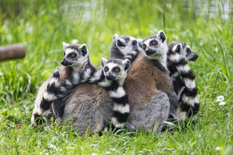 A troop of ring-tailed lemurs