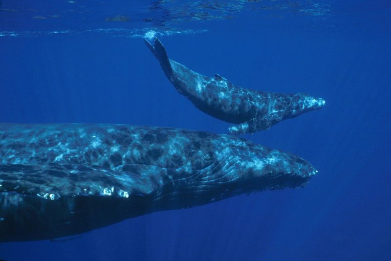 A female blue whale with a calf