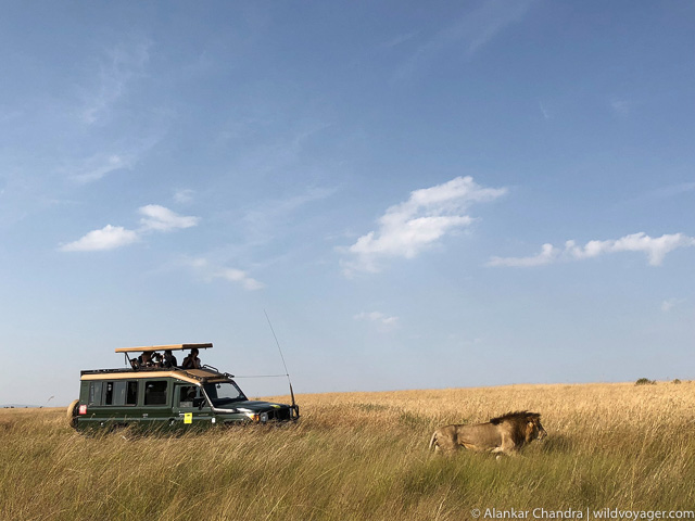 Safari experience