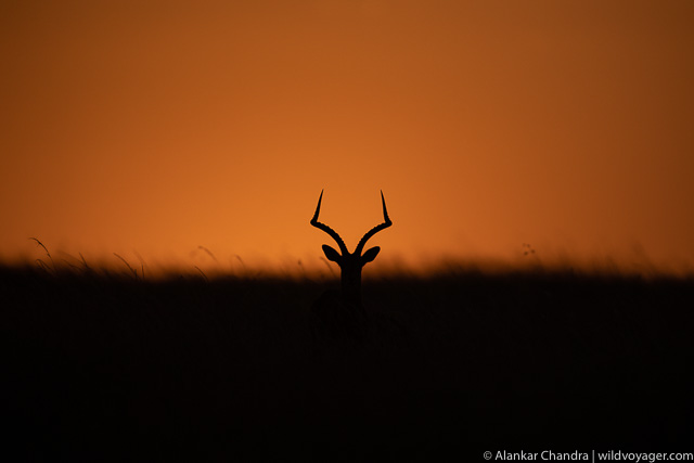An evening depicted with silhouettes 